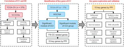 Integrative analysis of circadian clock with prognostic and immunological biomarker identification in ovarian cancer